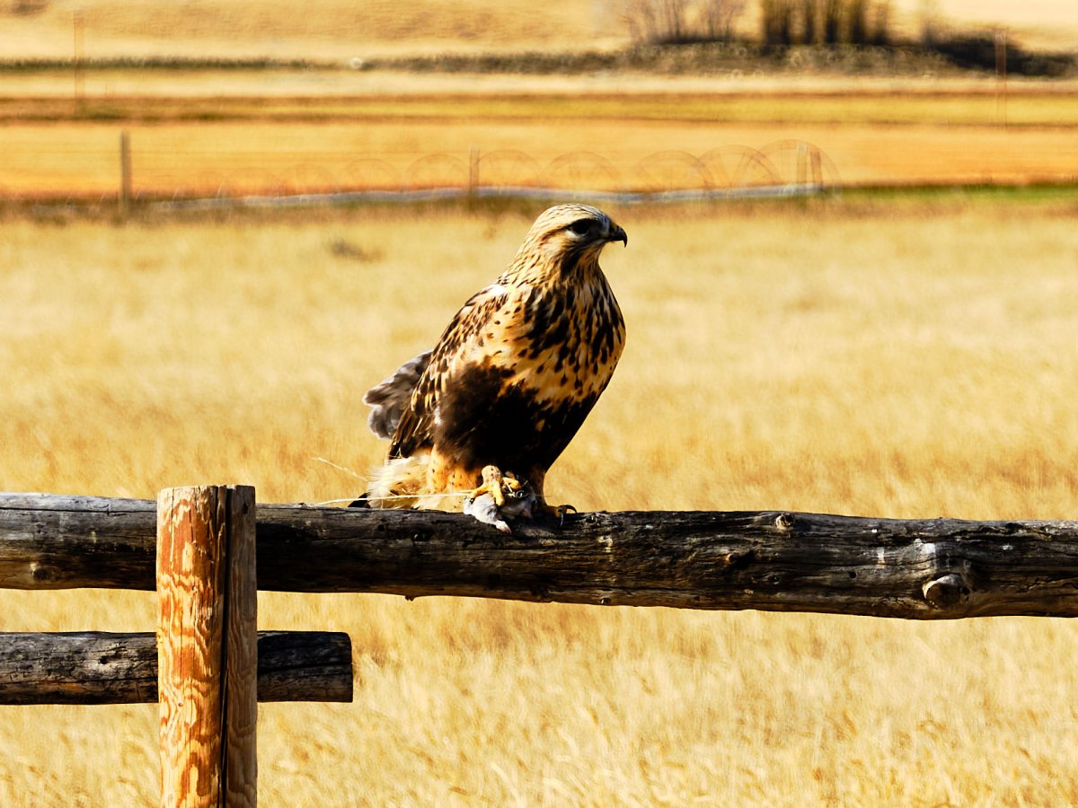 Bird of prey clutching its lunch