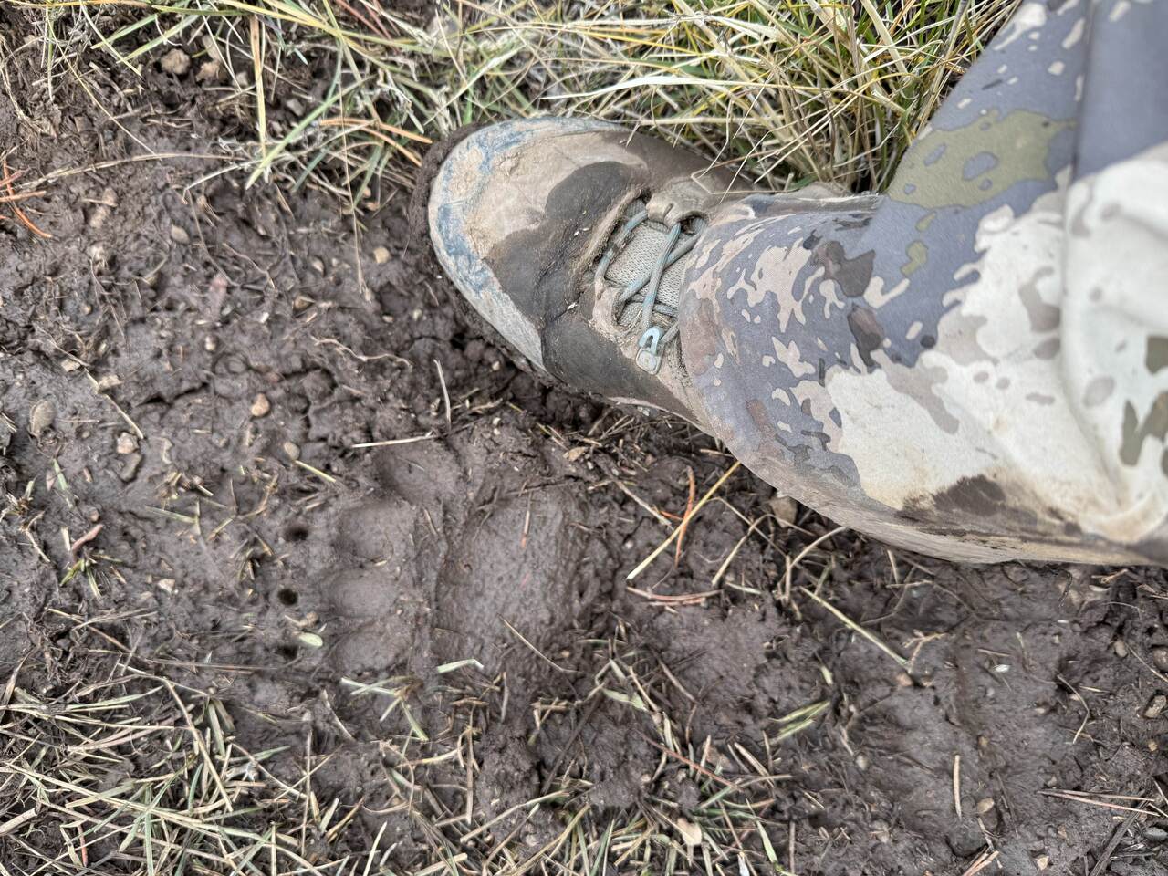 A whole lot of these on the trail