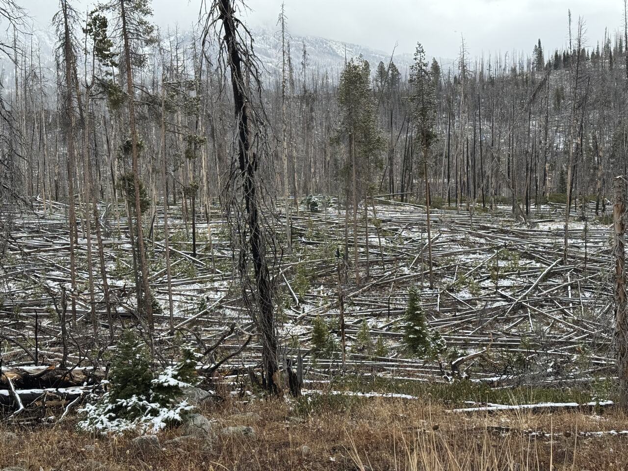 A small portion of the deadfall valley - it was as delightful as it looks