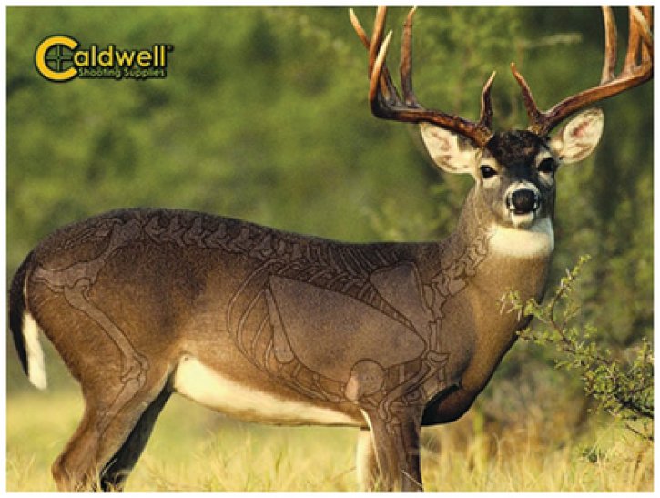 whitetail deer vital organs